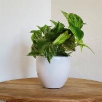Marble Queen Pothos  · Pothos plants are known for being easy to care for and fast growing! Beautiful green leaves ...