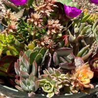 Succulent Arrangement 8 · Succulent variety arrangement in large round ceramic container.  Grown with love in Rainbow,...