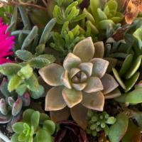 Succulent Arrangement 1 · Beautiful assortment of succulents in ceramic container.  Grown with love in Rainbow, Califo...
