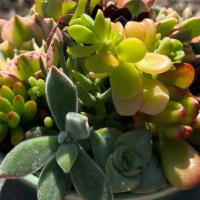 Succulent Arrangement 4 · Succulent variety arrangement in medium floral ceramic container.  Grown with love in Rainbo...