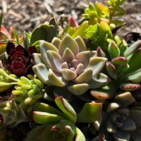 Succulent Arrangement 10 · Succulent variety arrangement in ceramic container.  Grown with love in Rainbow, California