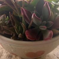 Succulent Arrangement 9 · Succulent variety arrangement in white ceramic heart container. Grown with love in Rainbow, ...