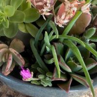 Succulent Arrangement 6 · Succulent variety arrangement in small blue ceramic container.  Grown with love in Rainbow, ...