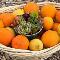 Succulent Arrangement And Citrus Gift Basket · Succulent Arrangement in ceramic container and basket full of fresh picked oranges, lemons, ...
