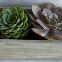 Succulent Combo In Wooden Box · A lovely box of two four inch succulents to please the person you love. Color and type of su...