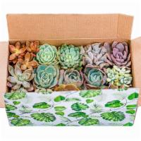 Classic Succulent Gift Box · Celebrate all the holidays with this perfect succulent gift box! Each box comes with 15 (2