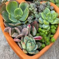 Diy Succulent Heart Pot Kit · DIY Succulent Heart Pot Kit (Makes one pot)

Celebrate all things LOVE with some succulent l...
