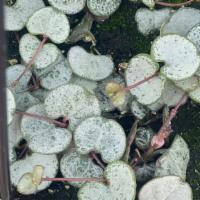 Silvery Glory String Of Hearts Plant  · Silvery Glory String of Hearts Plant -  (Ceropegia Woodii)

-This specific listing is for a ...