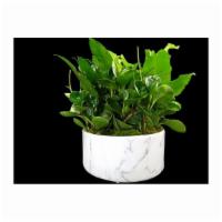 Marbleized Greens · A combination of different hearty indoor plants artfully placed in a marble finish ceramic...