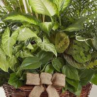 Classic Dish Garden  · A thoughtful gift for any occasion.Our classic dish garden is hand-designed with a lush vari...