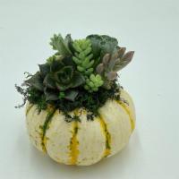 Succulent Pumpkin  · Pumpkin with live succulent cuttings. Works great as a long lasting, live decor piece. Succu...