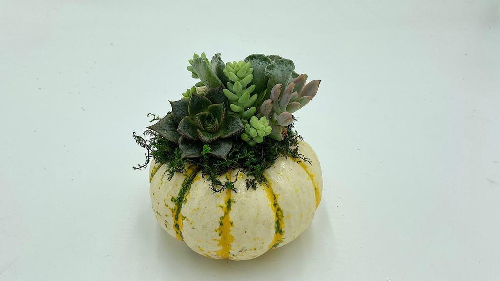 Succulent Pumpkin  · Pumpkin with live succulent cuttings. Works great as a long lasting, live decor piece. Succulent cuttings can be planted after the piece is no longer being used.