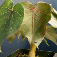 Rock Fig · Ficus petiolaris. Caudex forming fig has light white bark and grey-green leaves with pink ve...