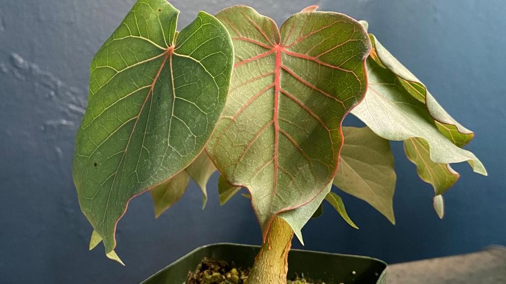 Rock Fig · Ficus petiolaris. Caudex forming fig has light white bark and grey-green leaves with pink veins. Roots have a natural tendency to climb over rocks and grip them tightly. Enjoys bright light. A very forgiving plant; will leaf out again after dropping all leaves. Ships bare root.
