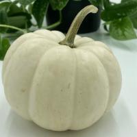 Mini White Pumpkin  · Small decorative pumpkin. White color.