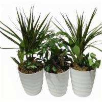 Houseplant Arrangement - Rooted Plants In Decorative 4