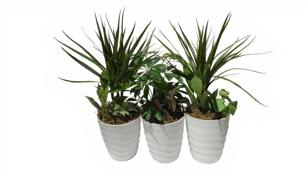 Houseplant Arrangement - Rooted Plants In Decorative 4