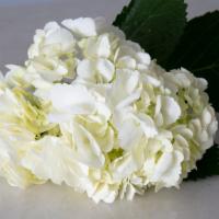 Hydrangea · White hydrangea stem