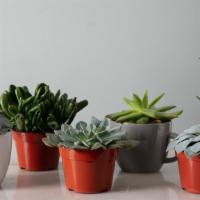 Succulent  · Single   Desert Succulent