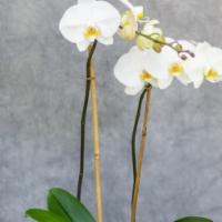 Double Stem White Orchid Plant · Three orchid plants in a container. Live double stem phalaenopsis orchid in a nice ceramic c...