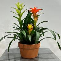 Tropical Bromeliad Combo · These bright colors will brighten anyone's day.