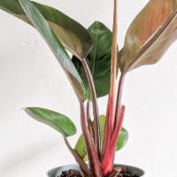 Philodendron 'Rojo Congo' · 