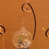 Mini Airplant Terrarium With Stand · 