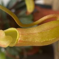 Monkey Cups  · Bug eating plant