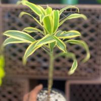 Song Of Linda Dracaena Reflexa · Dracaena reflexa (commonly called song of India[3] or song of Jamaica) is a tree native to M...