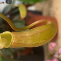 Monkey Cups · Bug Eating Plant 
thrives in moist environment 
water often .