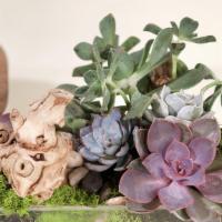 Medium Succulent Garden · An assortment of small and medium succulents with a variety of mosses and wooden accents