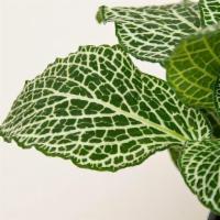Fittonia · Fittonias are commonly called “nerve plants” for the delicate, nerve-like veining on their l...