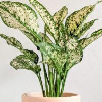 Aglaonema First Diamond · 