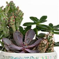 Teleflora'S Iridescent Oasis Garden · Standard. Shimmering like a desert oasis, this gorgeous gift features long-lasting cactus pl...