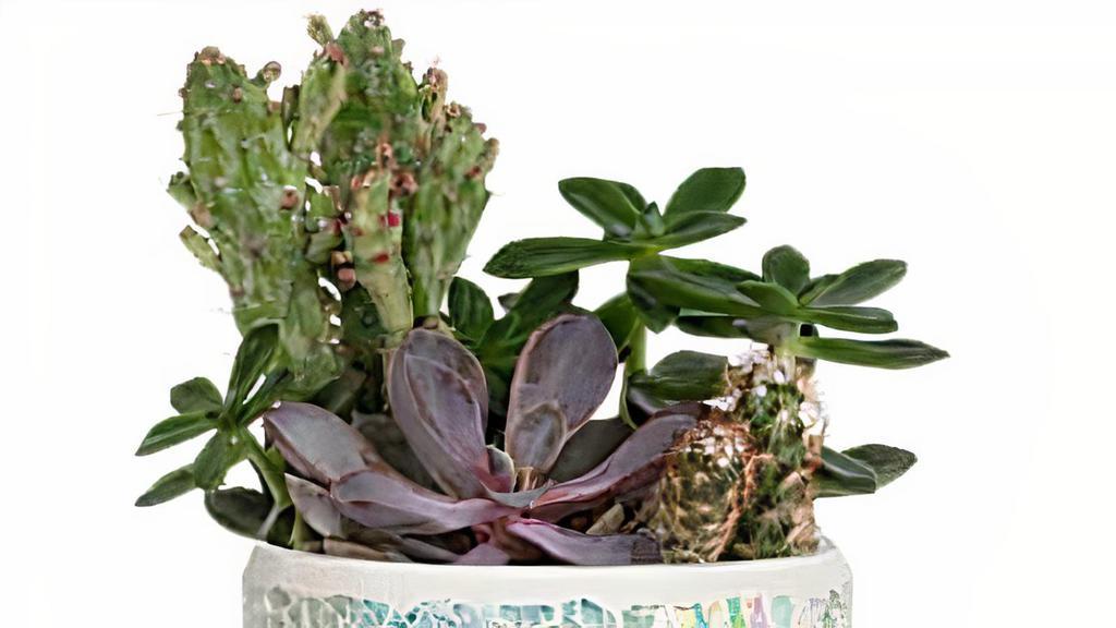 Teleflora'S Iridescent Oasis Garden · Standard. Shimmering like a desert oasis, this gorgeous gift features long-lasting cactus plants in a keepsake container covered in a stunning iridescent glass mosaic. Two cactus plants are arranged with white pebbles. Delivered in Teleflora's Shine in Style cylinder.