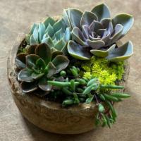A Bowl Of Succulents  · A mix of Beautiful succulents in a ceramic pot