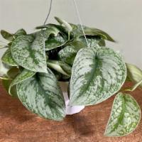 Scindapsus Pictus Exotica · This is a hanging plant perfect for a plant lover or a gift. 
Requires indirect sunlight
Not...