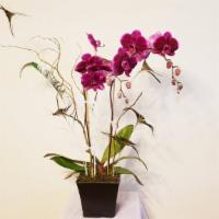 Double Stems Purple Orchid Plant & Peacock Feathers · A Double Stems Orchid Plant along with Curly Willow, moss and peacock feathers in container....