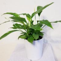 Peace Lily Plant In Ceramic Pot - Best Air Purifying Indoor Houseplants · This beautiful Peace Lily (Spathiphyllum) will bring elegance and content to any home. As we...