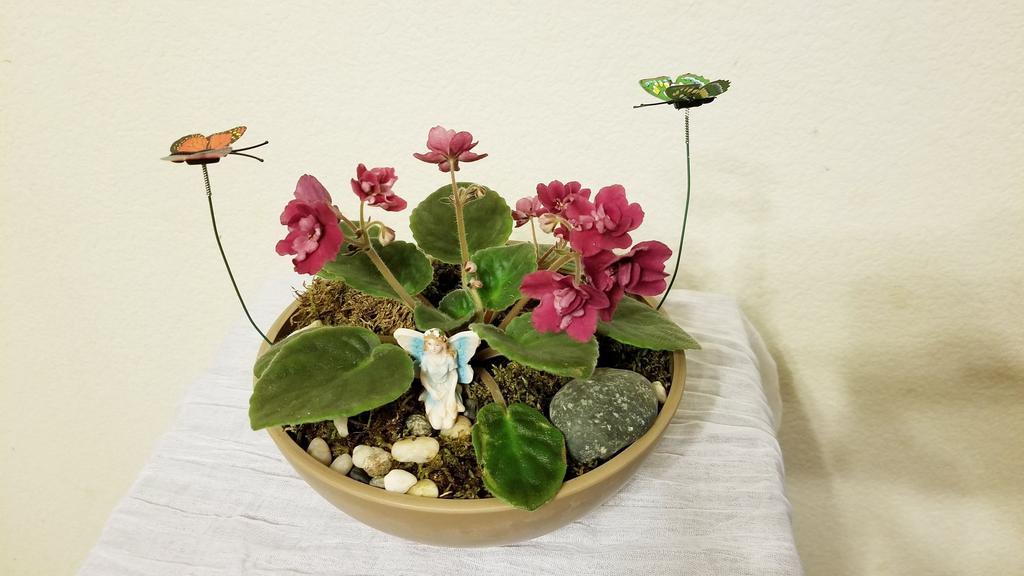 Purple African Violet Fairy Garden   · Purple  African Violet Fairy Garden design with Fairy butterflies, rocks, and moss. 
 NOTE:  All selections shown are representative of the arrangements that we can prepare for you, however due to flower availability and seasonal variations we may not be able to fill your order exactly as illustrated. Your order will be filled to the specified amount with products of an equal or greater value.  As Flower are sensitive items, the size, shade, bloom, and color might difference from the image shown.
