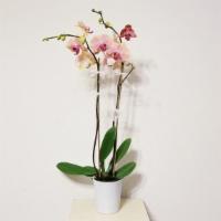 Double Stems Peach Orchid Plant · Bring a prismatic range of color into your home with our classic Orchid. These beautiful blo...