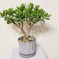Jade Tree In Striped Ceramic Pot - Feng Shui Plant For Indoor & Outdoor · Jade Tree - feng shui plant/ indoor/outdoor This gorgeous plant, with its fleshy and oval-sh...