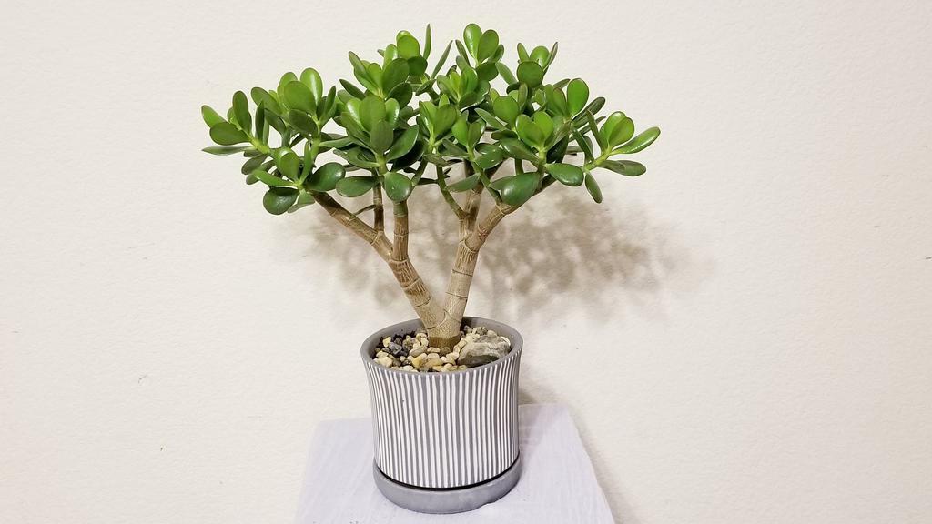 Jade Tree In Striped Ceramic Pot - Feng Shui Plant For Indoor & Outdoor · Jade Tree - feng shui plant/ indoor/outdoor This gorgeous plant, with its fleshy and oval-shaped leaves, can live for years, even decades, if well cared for. Easy care plant Plant in well-draining soil Water soil when completely dry Keep away from Air Conditioning or heating vents Outdoors temperatures 42 degrees above