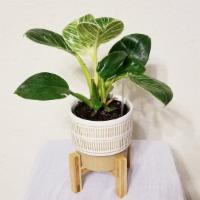 Philodendron Birkin In Ceramic Plant Pot With Wood Stand · The Philodendron Birkin is characterized by its lush green leaves with white or yellow pinst...