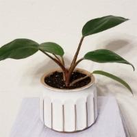 Philodendron Red 'Congo Rojo' Cream Ceramic Pot · Philodendron Rojo Congo is a fast-growing plant with a striking red colored foliage that as ...