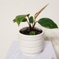 Philodendron Red 'Congo Rojo' Ivory Ceramic Pot  · Philodendron Rojo Congo is a fast-growing plant with a striking red colored foliage that as ...