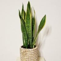 Sansevieria - One Of The Tops In The World For Its Air Purifying Properties · Mother-In-Law Tongue Sansevieria
One of the tops in the world for its air purifying properti...