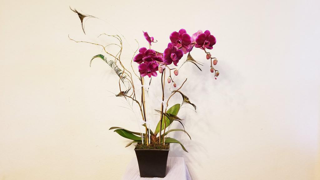 Double Stems Purple Orchid Plant & Peacock Feather · A Double Stems Orchid Plant along with Curly Willow , Peacock feather and green moss in container.
***Orchid color may vary!