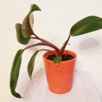 Philodendron Red 'Congo Rojo' In Red Ceramic Pot · Philodendron Rojo Congo is a fast-growing plant with a striking red colored foliage that as ...