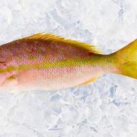 Wild Whole Yellowtail Snapper - 1.5 Lbs Avg I · Beautiful Yellowtail Snappers are pinkish, with a striking yellow stripe that runs from thei...